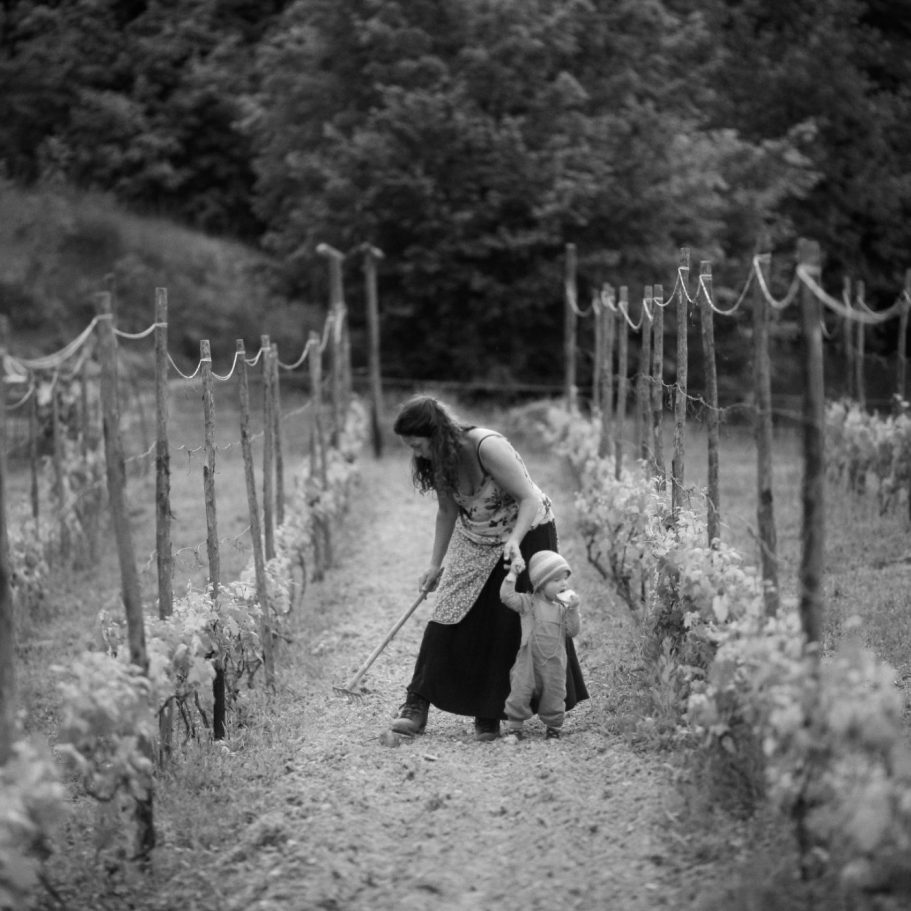 Vineyard - La Strella - Ceva Vineyard - La Strella - Ceva - PIEMONTE