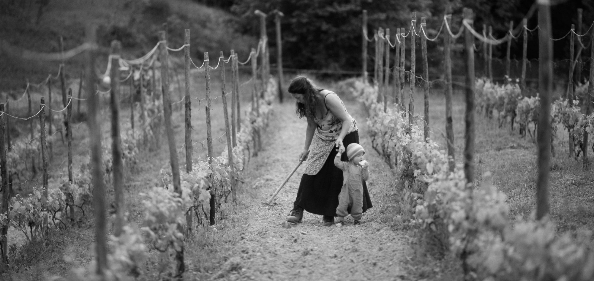 La Strella - Barbera Wijngaard bij Ceva in Piemonte op 500 meter hoogte - fotografie Floris Andrea