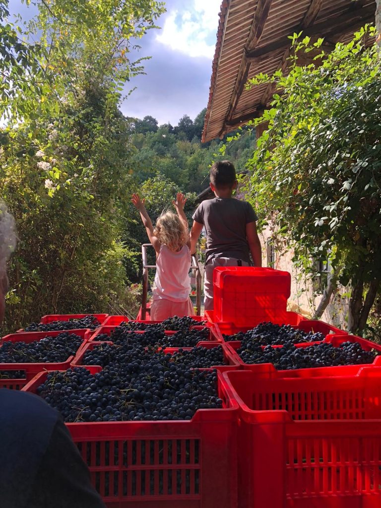 La Strella - vigna dell bricco - summer  | estate| zomer| Langhe - Barbera | vendemmia| harvest| oogst