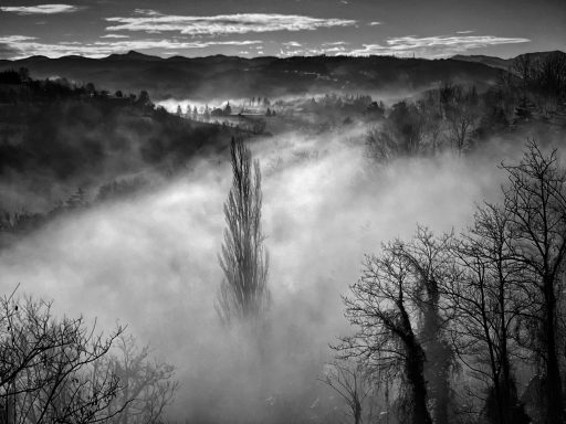 A Poplars' diary - dagboek van een populier - diario di un pioppo A Poplars' diary