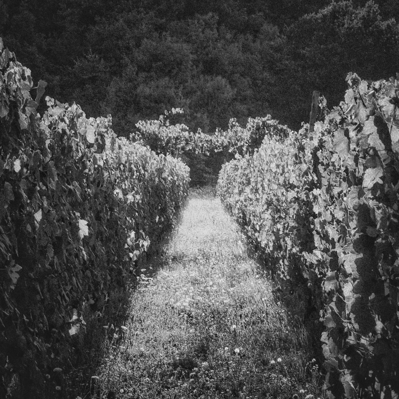 Barbera Wijngaard bij Ceva in Piemonte op 500 meter hoogte - fotografie Floris Andrea