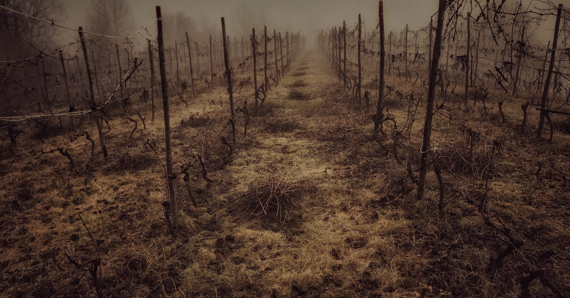 La Strella - Barbera Wijngaard bij Ceva in Piemonte op 500 meter hoogte - fotografie Floris Andrea